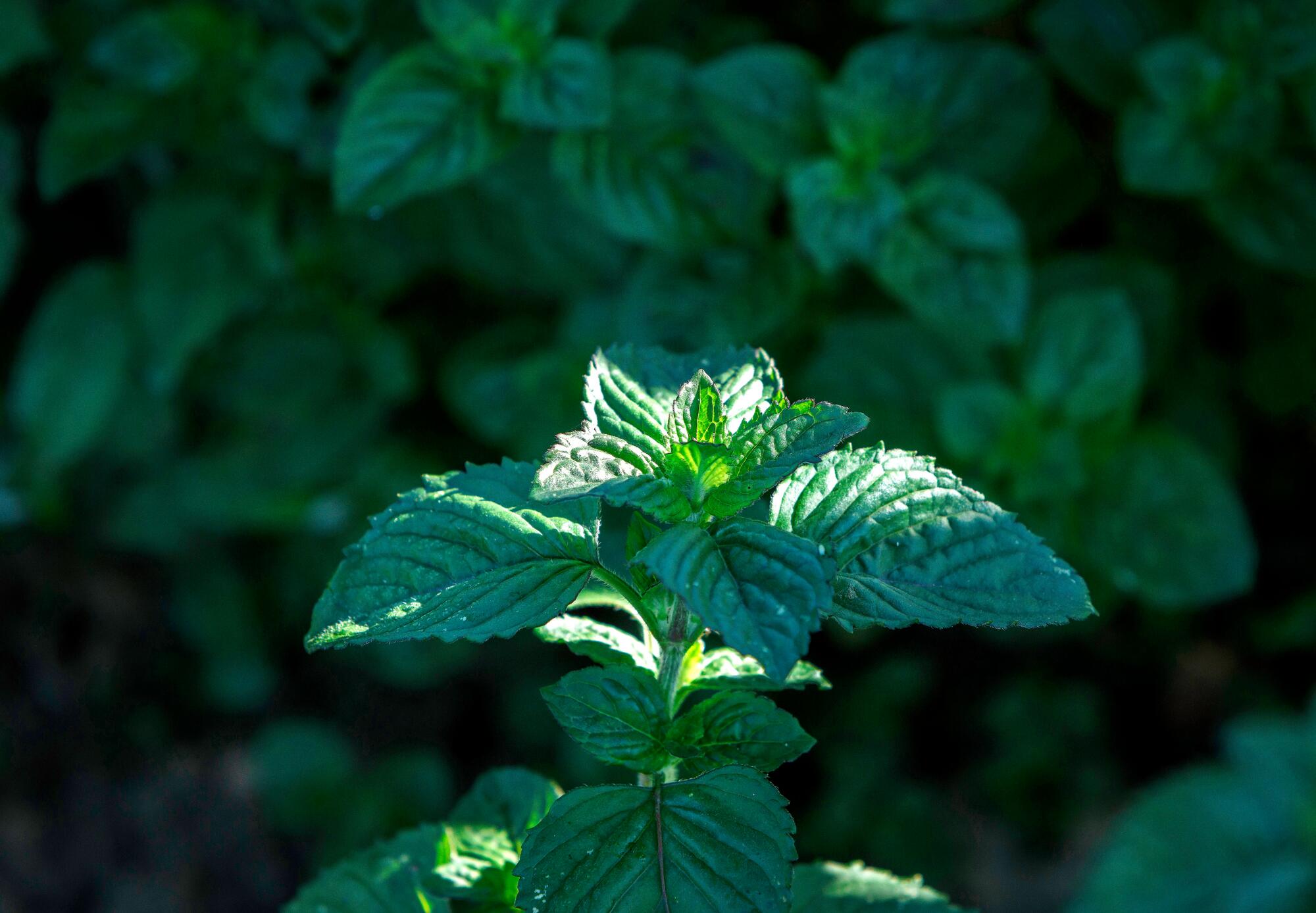 kl_mint_active-ingredient_field_plant_2019 -122-